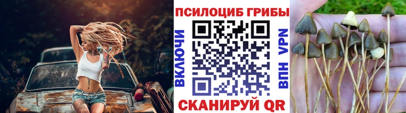 Псилоцибиновые грибы Cubensis  сколько стоит  Купино 